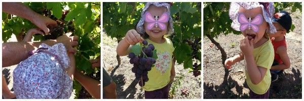 Le raisin